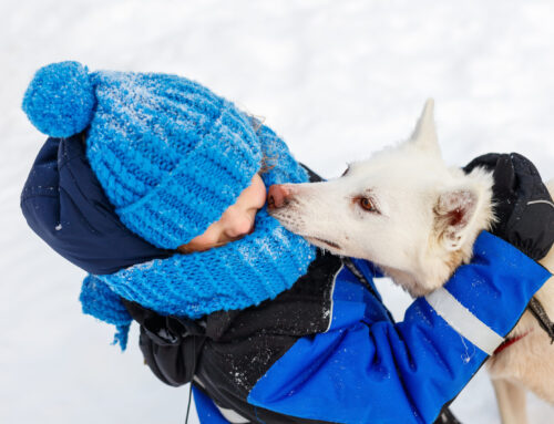Navigating Pet Dander Allergies In Winter
