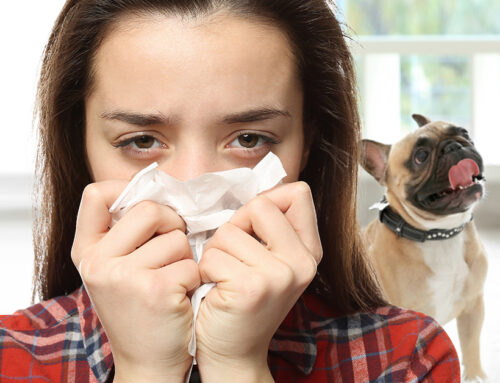 Can You Live with Pets If You Have Allergies?